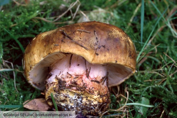 Calonarius pseudoglaucopus