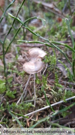 Rhizocybe pruinosa