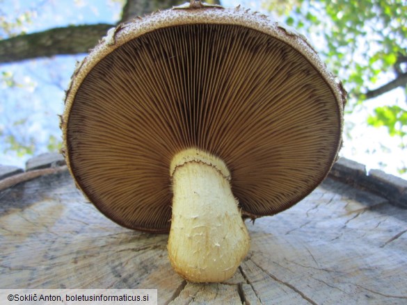 Pholiota populnea