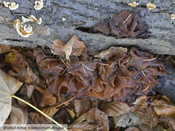 Phaeotremella frondosa