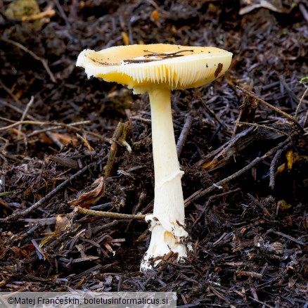 Amanita gemmata