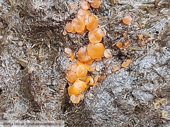 Cheilymenia granulata
