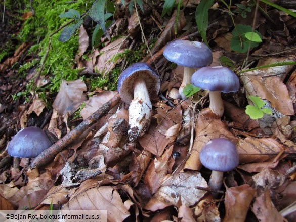 Thaxterogaster croceocoeruleus