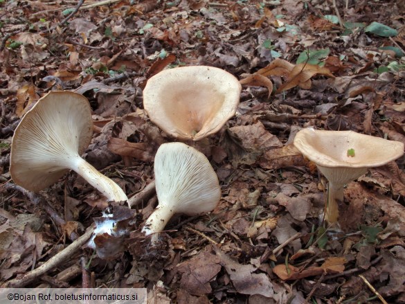 Infundibulicybe gibba