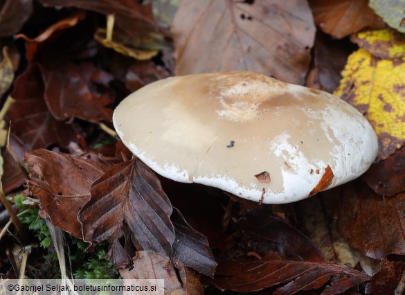 Atractosporocybe inornata