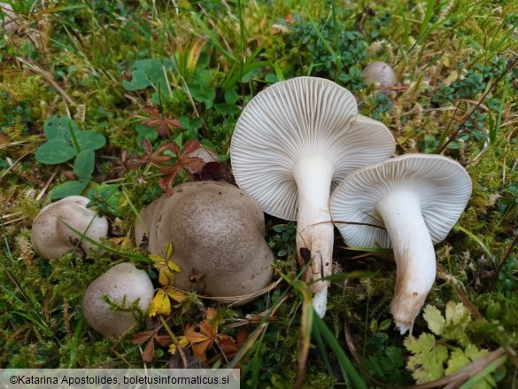 Hygrophorus agathosmus