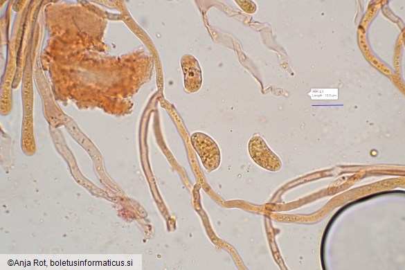 Dacrymyces capitatus