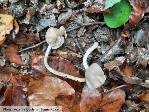Helvella elastica