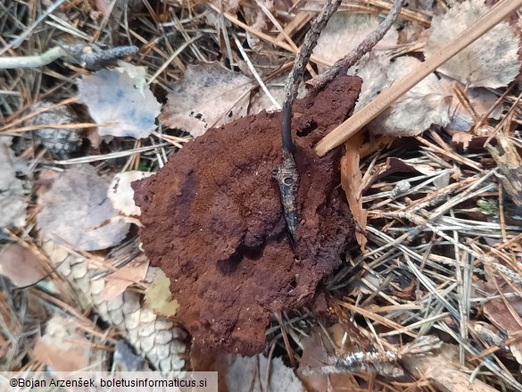 Phaeolus schweinitzii