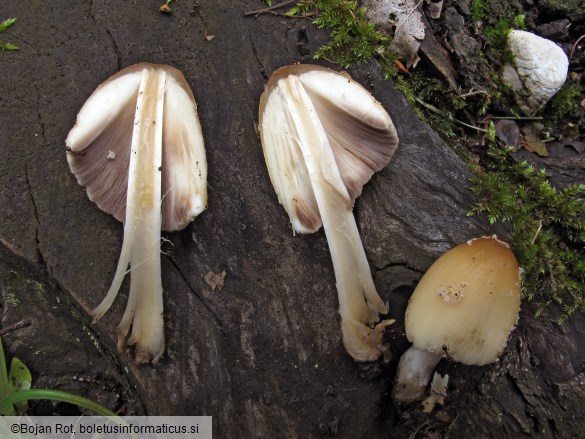 Coprinellus domesticus