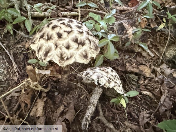 Strobilomyces strobilaceus