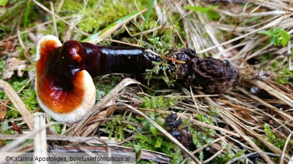 Ganoderma valesiacum