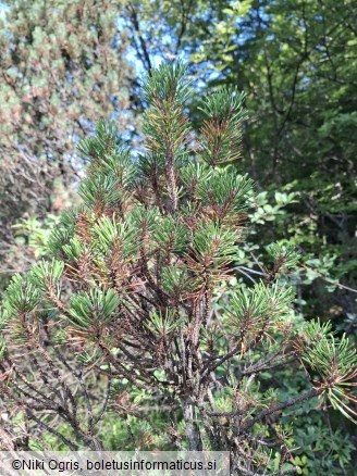 Lecanosticta acicola