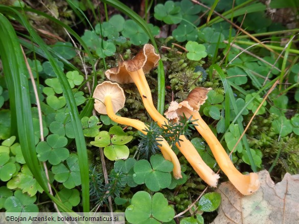 Craterellus lutescens