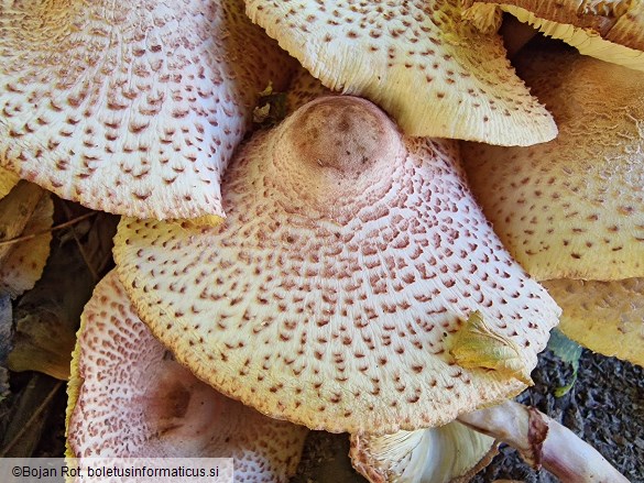 Leucoagaricus americanus