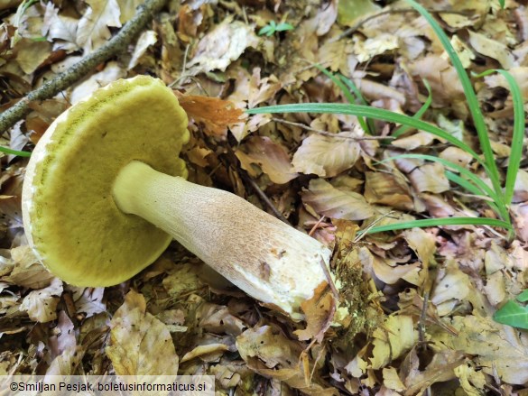 Boletus aestivalis