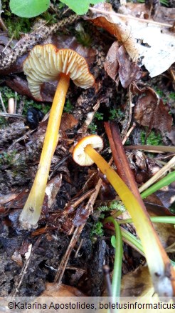 Hygrocybe conica