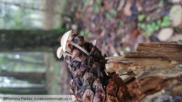 Baeospora myosura