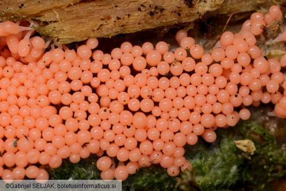 Hemitrichia decipiens