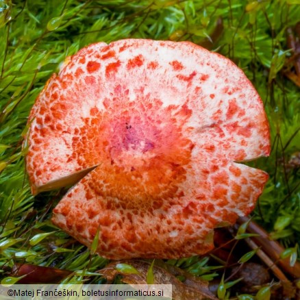 Cortinarius bolaris