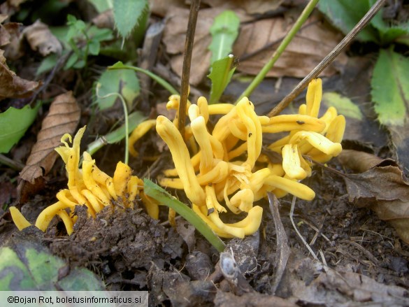 Clavulinopsis helvola