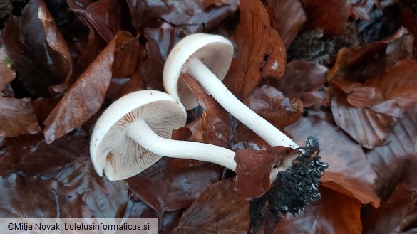 Hebeloma leucosarx