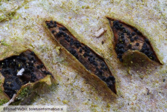 Sillia ferruginea