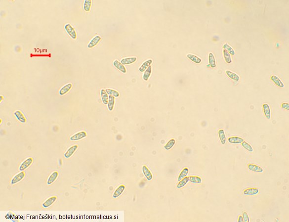 Echinoderma asperum