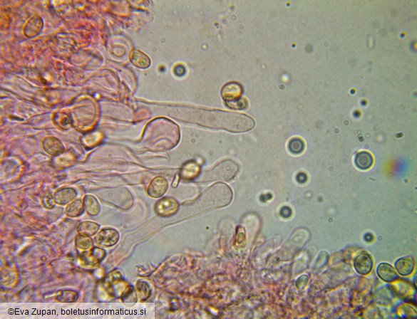 Tubaria furfuracea
