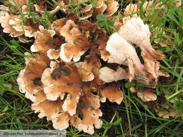 Abortiporus biennis