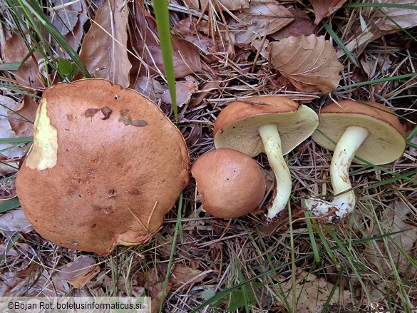 Suillus granulatus