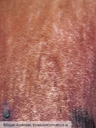 Neoboletus erythropus