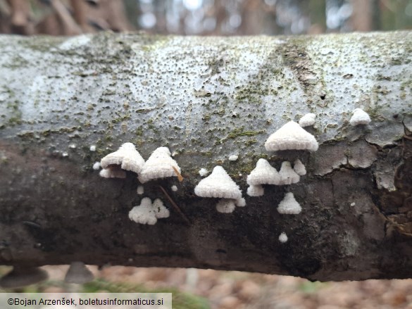 Schizophyllum commune