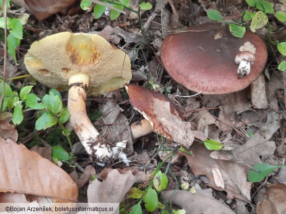 Suillus luteus