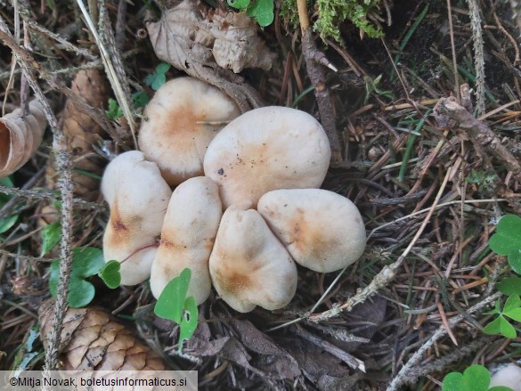 Gymnopus hariolorum