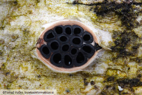 Diatrypella favacea