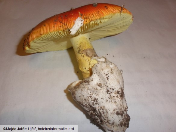 Amanita caesarea