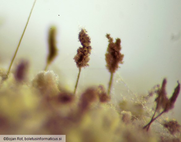 Cephalotrichum stemonitis