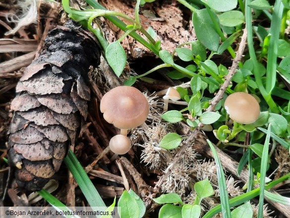 Strobilurus esculentus