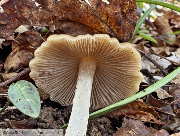 Psathyrella spadiceogrisea