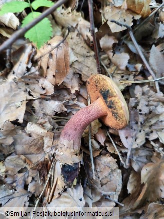 Boletus luridus
