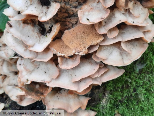 Phlebia tremellosa