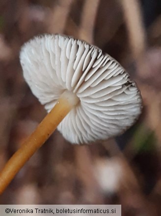 Strobilurus esculentus