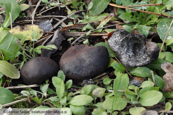 Daldinia concentrica