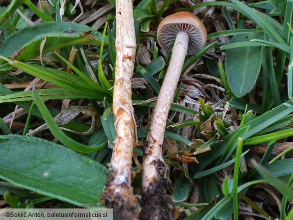 Protostropharia luteonitens