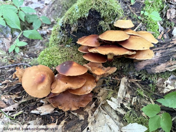 Kuehneromyces mutabilis