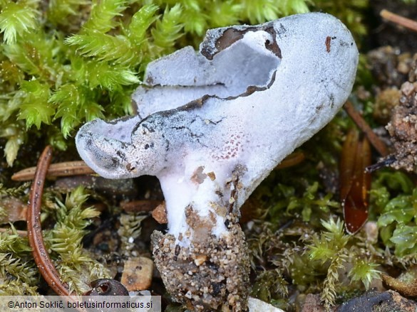 Hypomyces cervinus