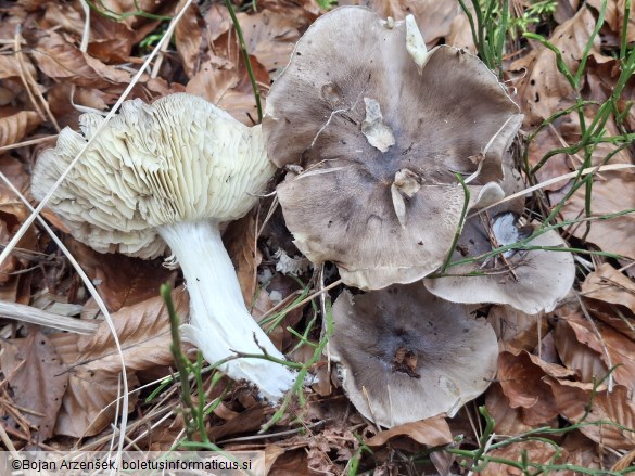 Tricholoma portentosum