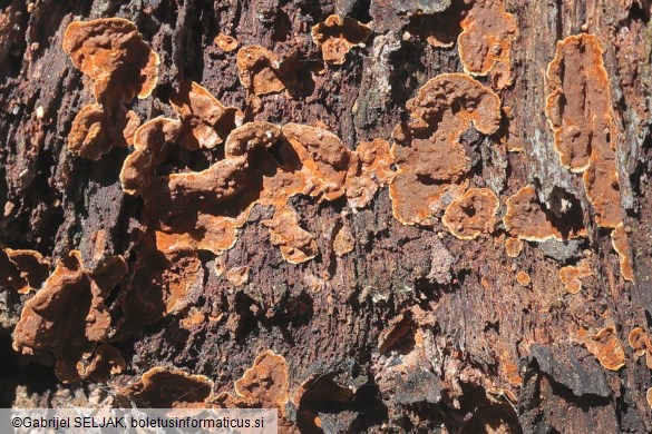 Hymenochaete rubiginosa
