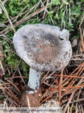Tricholoma portentosum